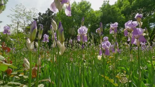 Camera moves forward through blooming Iris flowers, Backlit