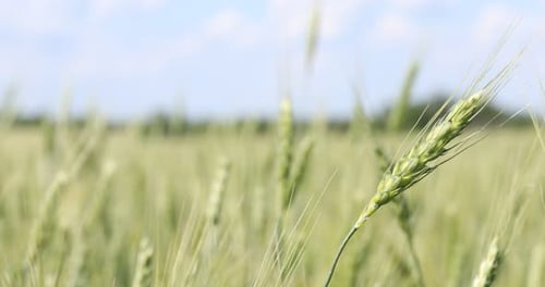 Wheat spikes growing in field outdoors, closeup