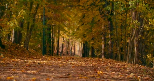 Herbstlaub fällt auf den Weg und die Sonne scheint durch das Herbstlaub. Wunderschöne Landschaft, Bucht