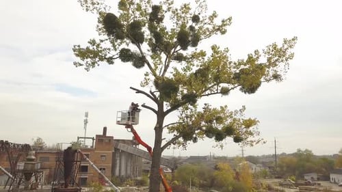 Deux travailleurs de service de sexe masculin coupant de grandes branches d'arbres à la tronçonneuse depuis une plate-forme élévatrice