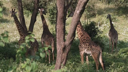 Giraffen ruhen zwischen Bäumen im Serengeti-Nationalpark in Tansania