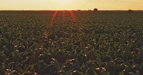 An aerial shot of corn field ripening at spring season, agricultural landscape