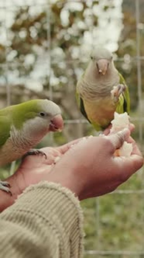 Vidéo verticale, Nourrir les perroquets dans le parc