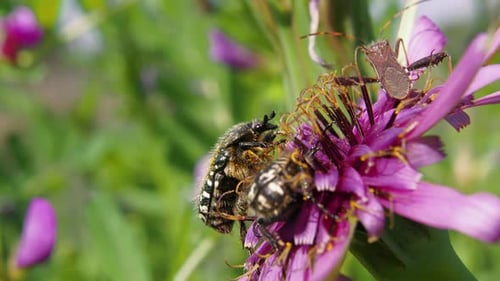 Nahaufnahme: zwei schwarze und weiße Käfer auf lila Blüte mit Stinkwanzen-Eindringling