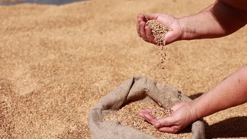Hands Pour Grain into Burlap Sack in Sunlight