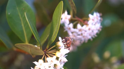 The beauty of flora and fauna during the spring season, a buzzing pollinator honey bee, apis mellife