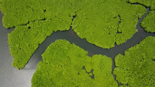 Aerial Top View of Mangrove Forest with Winding River Siargao Philippines