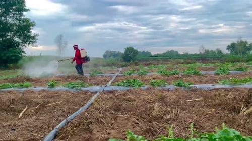Farm Worker Spraying Crops in a Rural Field