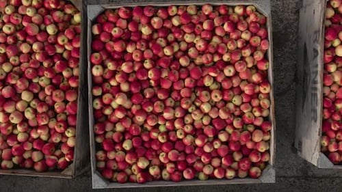 Crates of Red Apples from Above