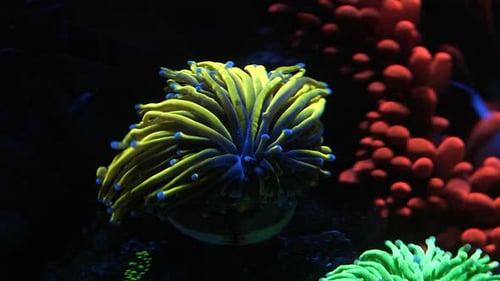 Captivating Coral swaying gently underwater