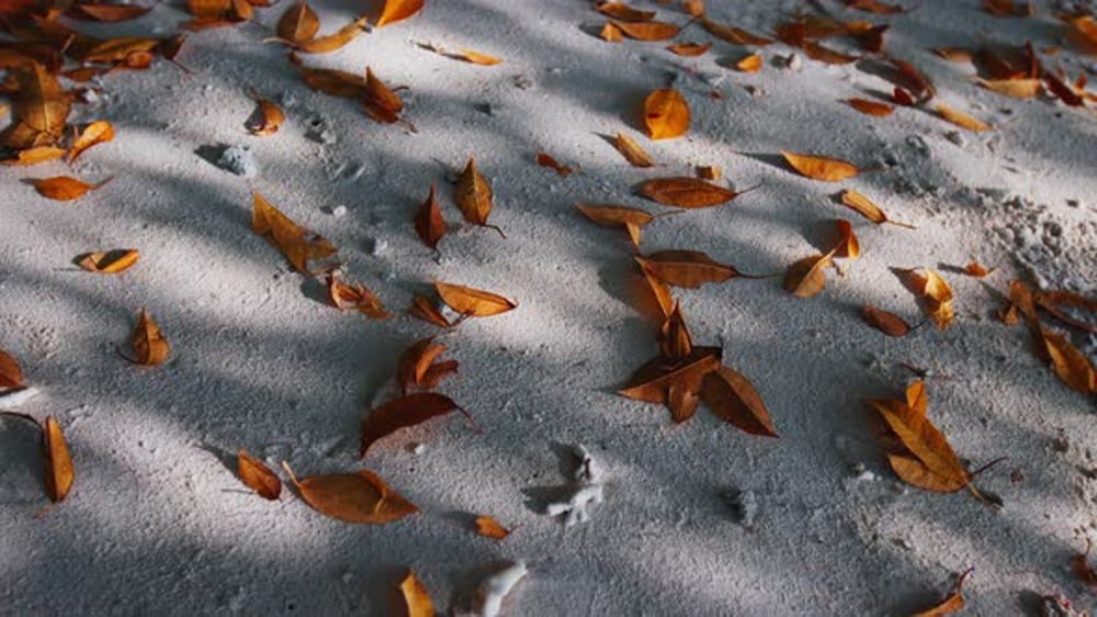 Yellow Leaves Pattern on the Sandy Beach, Nature Stock Footage ft. leaf ...
