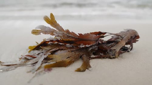 Seaweed lying on shoreline, close up