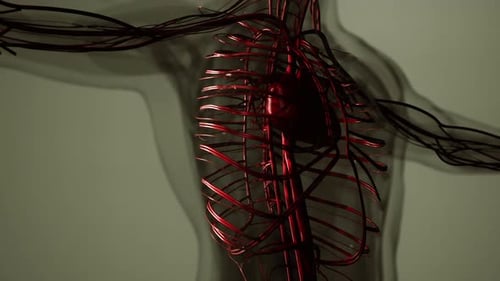 Medically Accurate Animation of Heart with Vains and Arteries