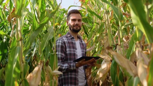 Young Adult Man Using Tablet in Cornfield