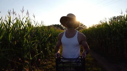 Male Farmer with Plastic Harvest Box Explores Green Corn Stems While Going at Field Young Handsome