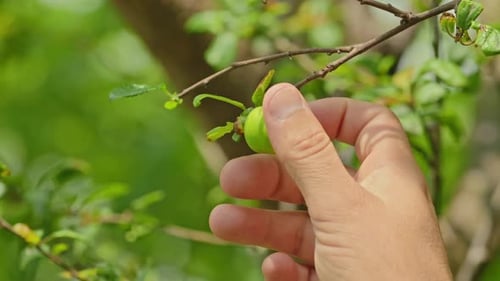 Plum Tree