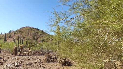 Foto estática e inmóvil del paisaje botánico del desierto con icónicos cactus saguaro: fondo