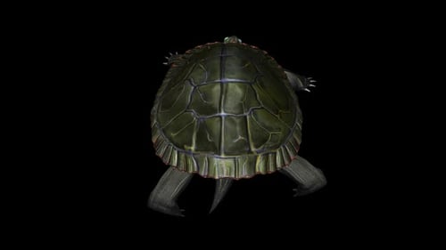Tortuga pintada norteamericana, circuito para caminar, vista trasera de cerca, canal alfa