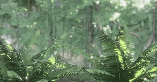 Lush Ferns Thrive Under Sunlight in a Vibrant Green Forest Setting