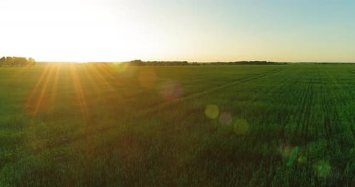 Low Altitude Flight Above Rural Summer Field with Endless Yellow Landscape at Summer Sunny Evening