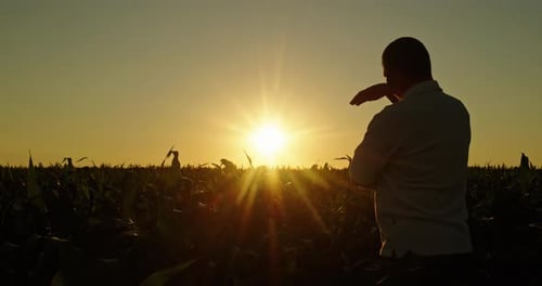 Confident Young Man Enjoys the Sunset Over a Cornfield Rear View