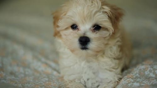 Close Up of Adorable Puppy Lying on Blanket
