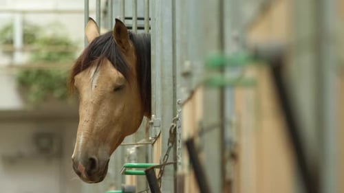 Horse in Stable