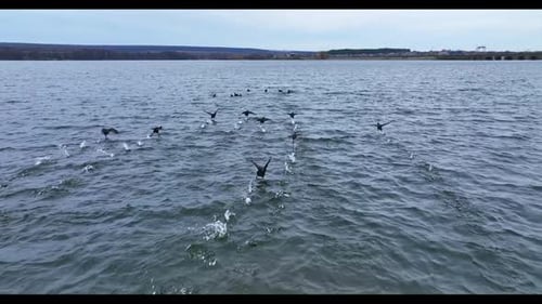 Black ducks running over the surface of the river.