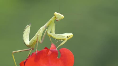 Praying Mantis
