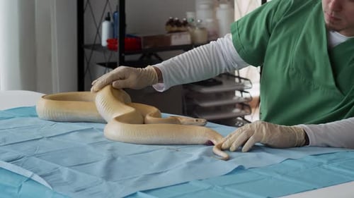 Herpetologe untersucht Temperatur und Haut von Albino-Python in der Klinik
