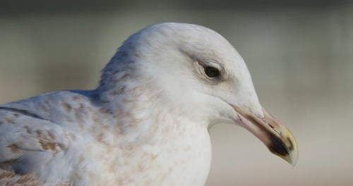 European sea gull