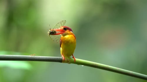 a Rufous-backed kingfisher or Ceyx rufidorsa bird is eating fresh insects on a green bamboo branch