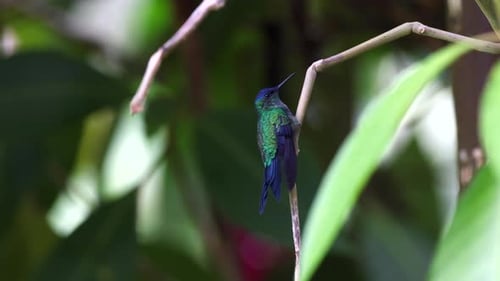 Pájaro colibrí ninfa de cabeza violeta posado en la jungla de la selva tropical