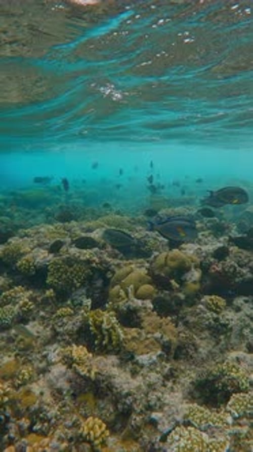 Many Surgeon fish swimming over top of coral reef under waves, slow motio
