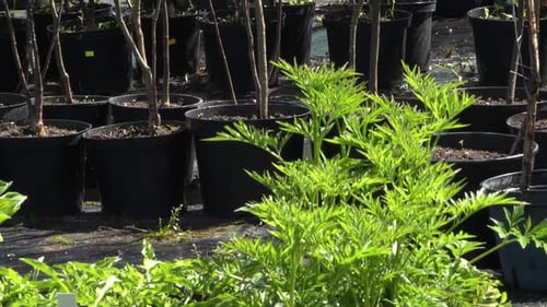 Seedlings put in pots in the nursery. Seedlings for the garden