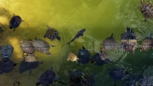 Tierschildkröten im Seewasser 2