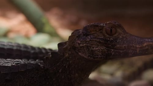 Baby Alligator Head Close Up Lying on Rocks