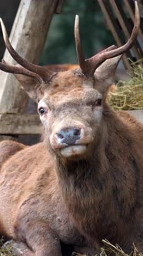 Close up of a Red deer chewing on a pile of hay. Vertical