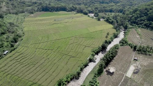 Atemberaubende indonesische Reisfelder dominieren die üppige Tallandschaft