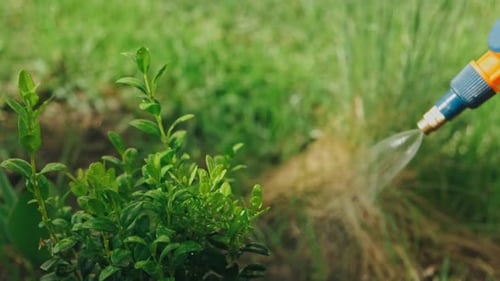 Carefully Watering the Vibrant and Green Plants Using a Sprayer in a Beautiful Lush Garden
