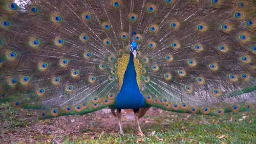 Peacock Displays Vibrant Plumage in a Lush Green Environment