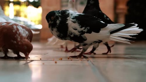Close-up of Pigeons Eating in Front of the Camera