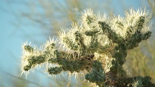 Traumhaft hervorgehobene Kaktuspflanze im Sonnenlicht, Wüsten-Ocotillo-Kaktus mit Stacheln