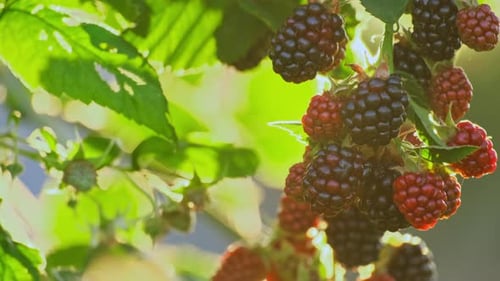 Bunches of ripe black and red and green unripe blackberries swaying in the wind