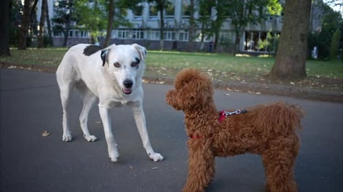 Stray dog interacting with a red poddle dog in the street in Chisinau, Moldova