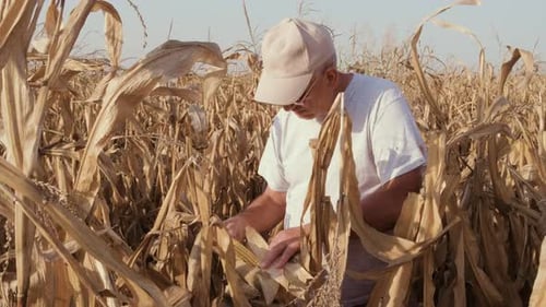 Senior farmer standing in corn field examining crop before harvesting.
