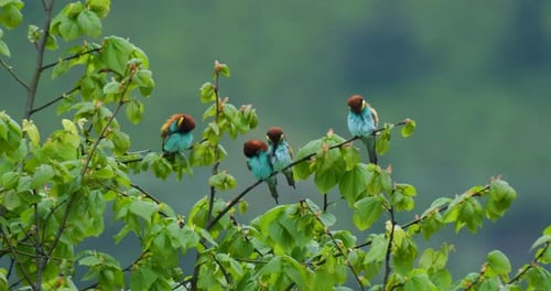 European Bee Eater