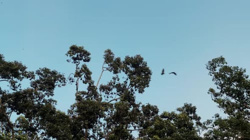 Un árbol gigante sirve de hogar a miles de murciélagos de la especie «gran zorro volador» o Rousettus