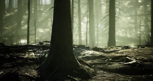 Soft Light Streams Through Tall Trees in a Tranquil Forest