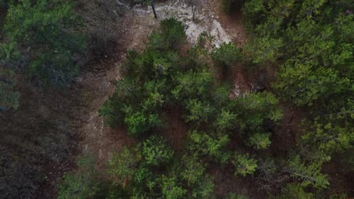 Zumbido de Green Pine Forest volando